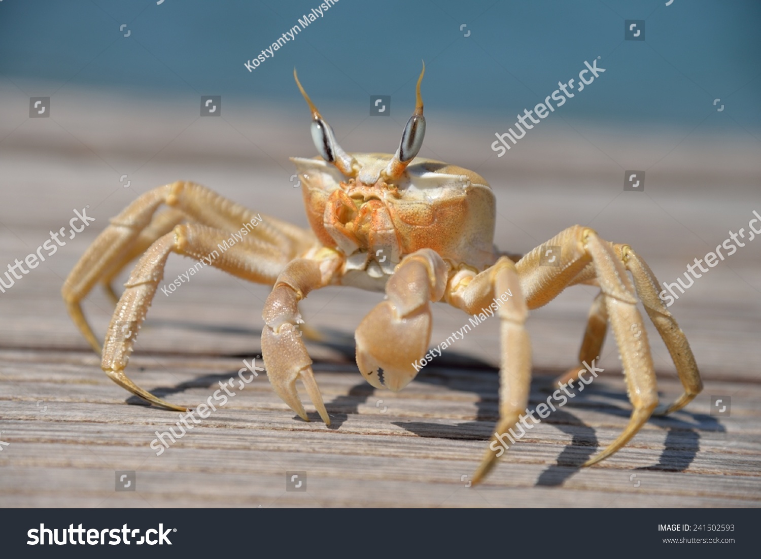 giant mole crab