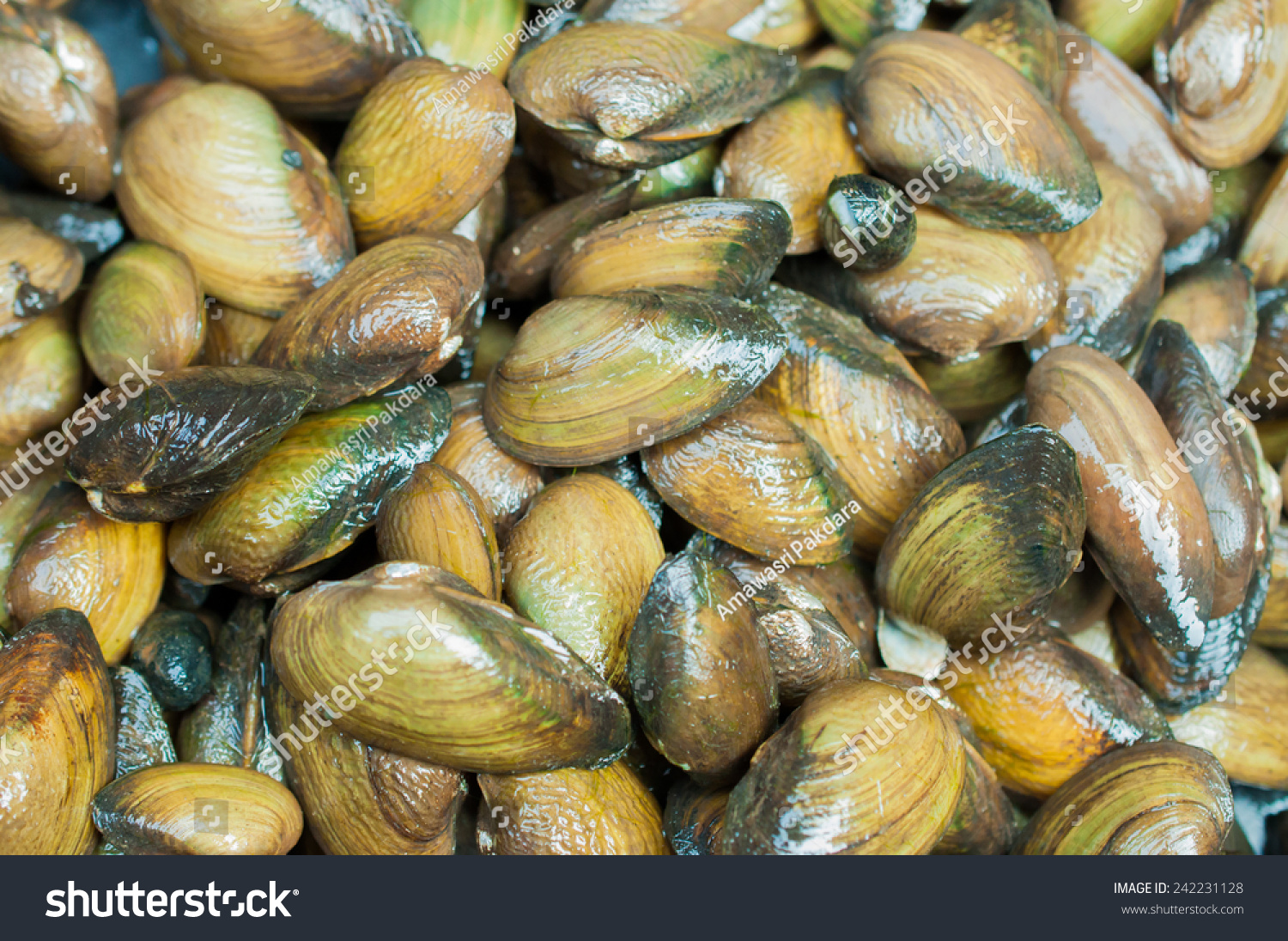 Mytilus Edulis Common Edible Mussel Living Stock Photo 242231128 ...