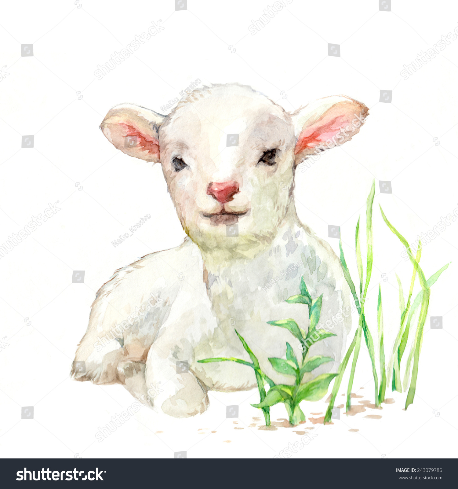 Белая Овечка ест траву рисунок живопись
