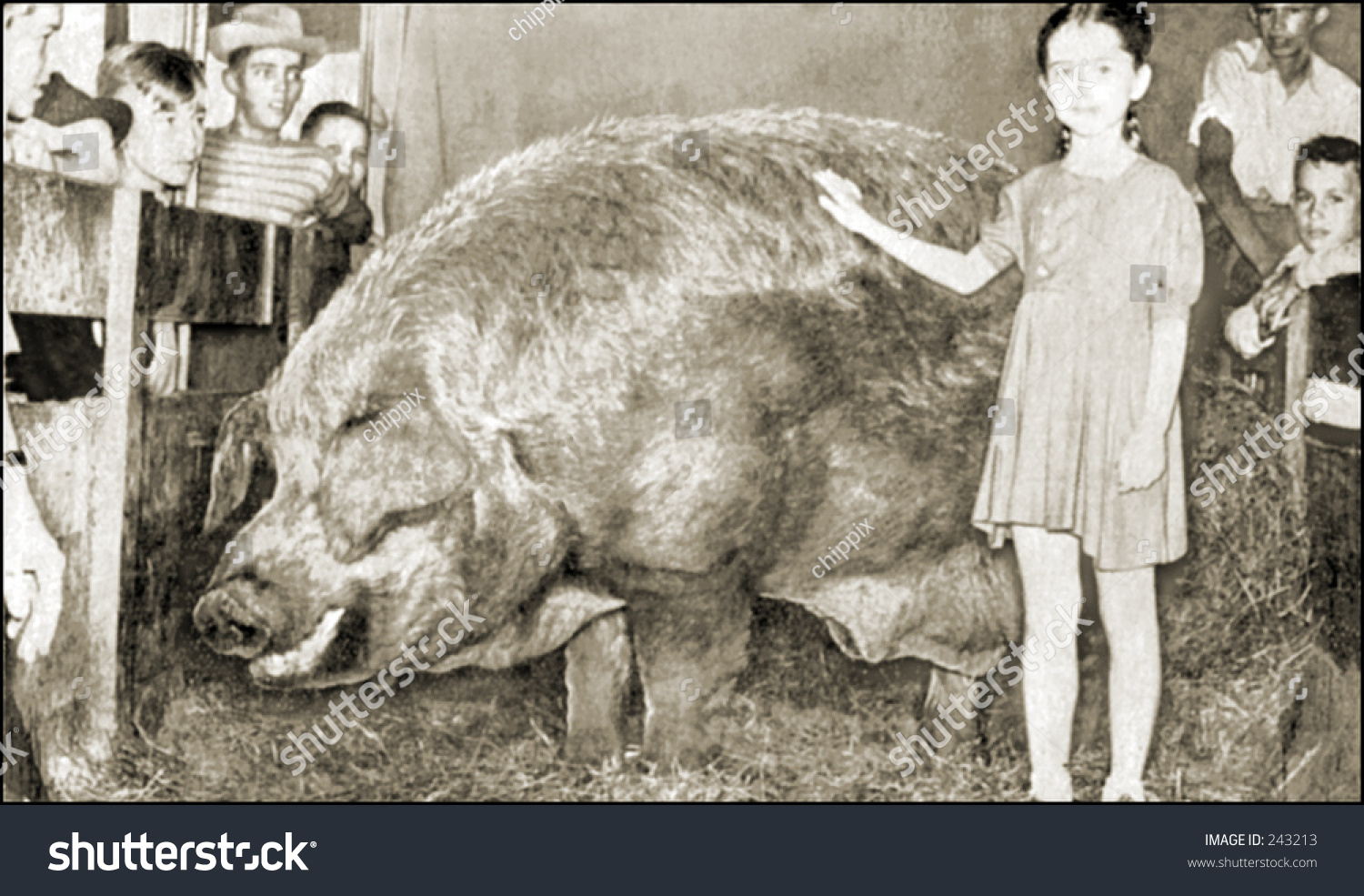 огромная свинья фото черно белое
