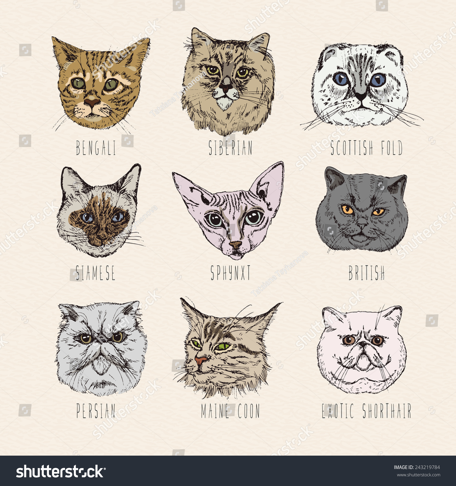 Set Cats Breeds Siamese British Siberian Stock Vector Royalty Free Shutterstock