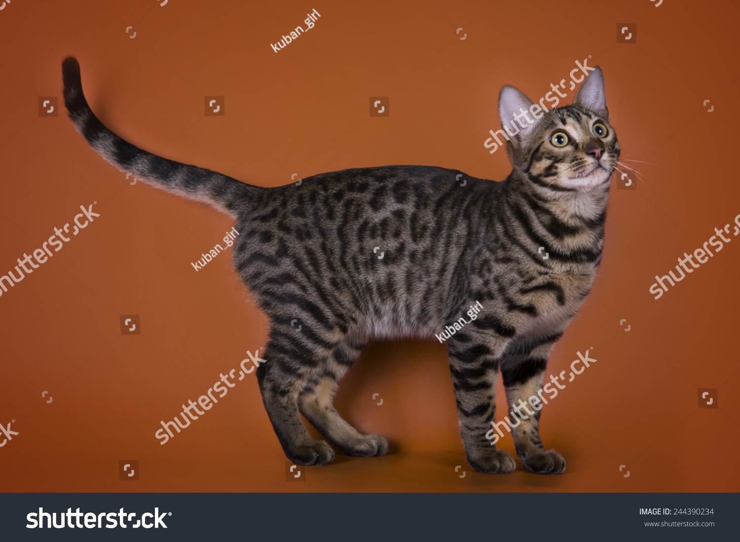 Породы кошек с фото и названиями