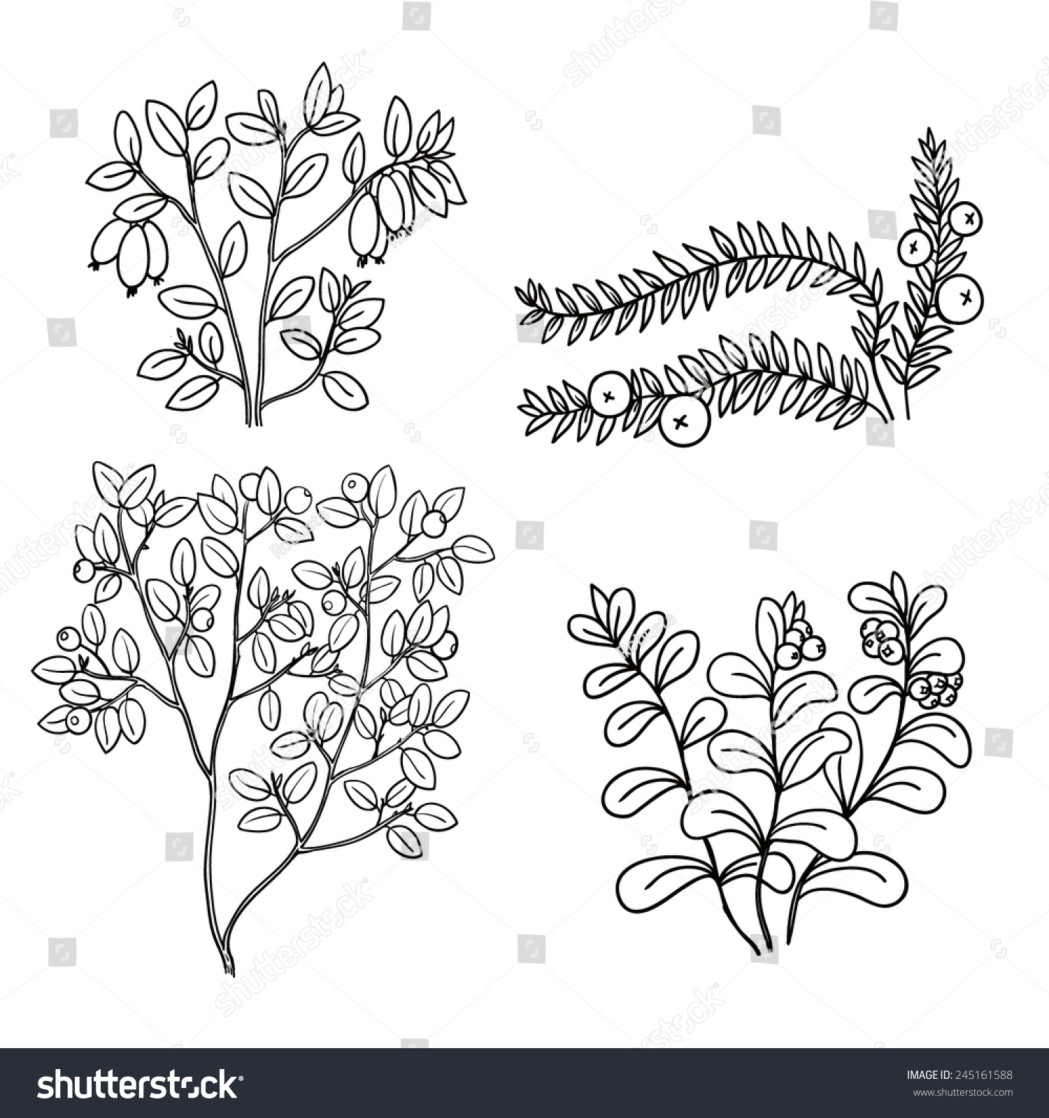 Graphic Set Wild Berries Vector Illustration Stock Vector (royalty Free 