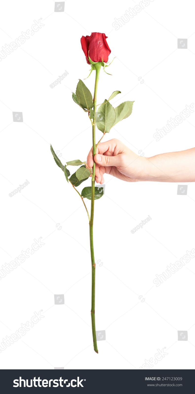 Male Hand Holding Single Red Rose Stock Photo 247123009 | Shutterstock