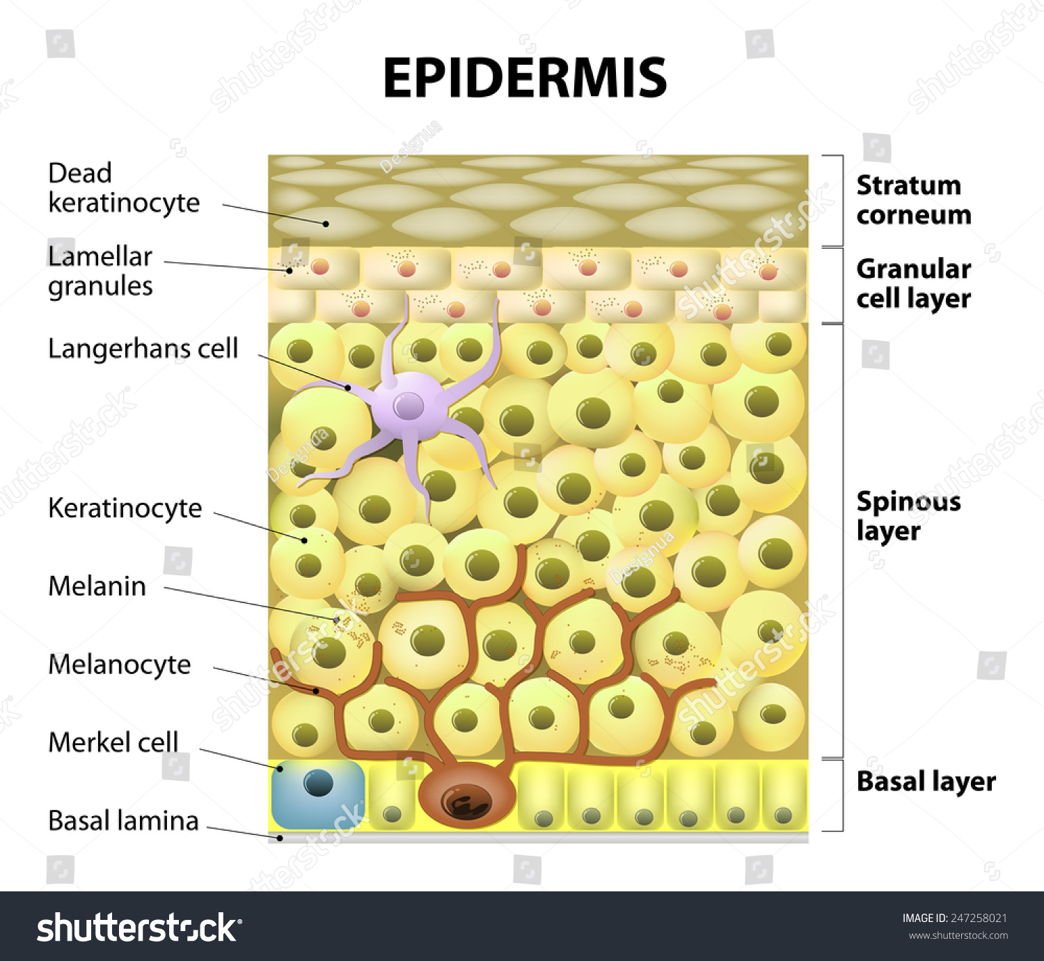 human epidermal cells diagram