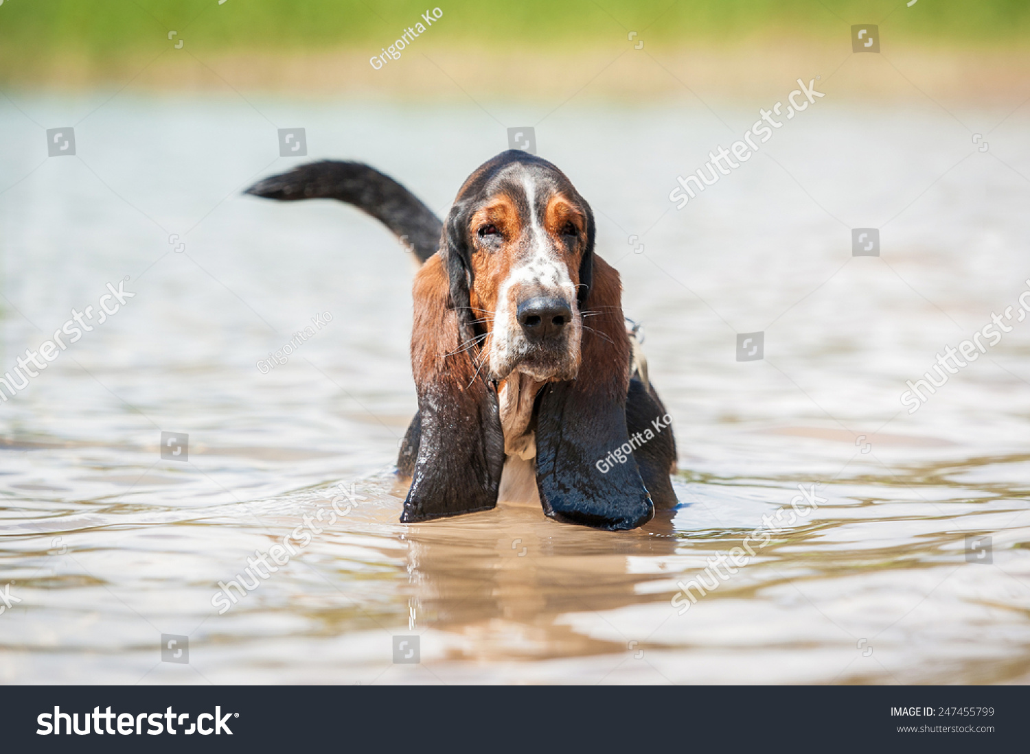 do bassets like water