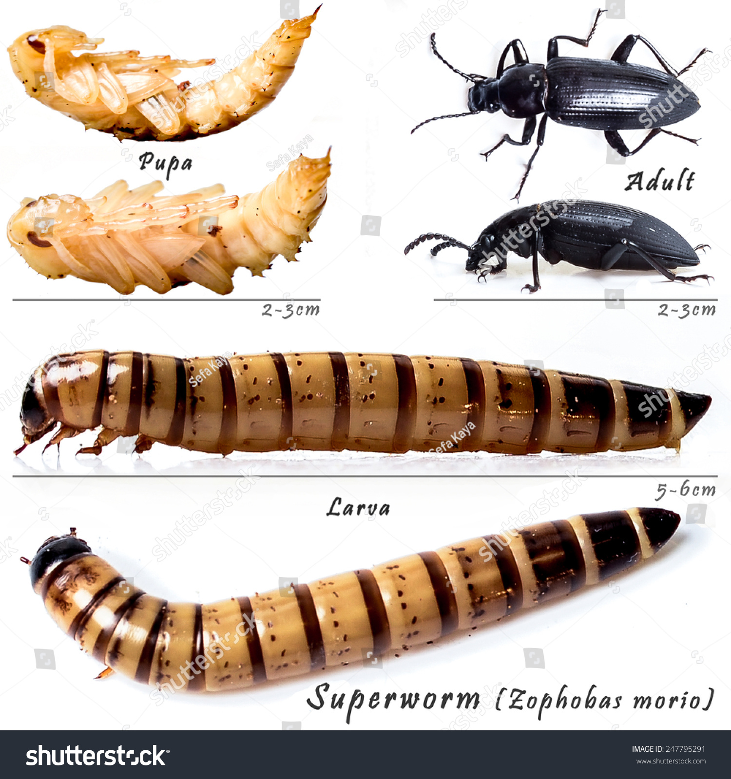 Superworm Identify Life Cycle Chart Stok Fotoğrafı 247795291 Shutterstock