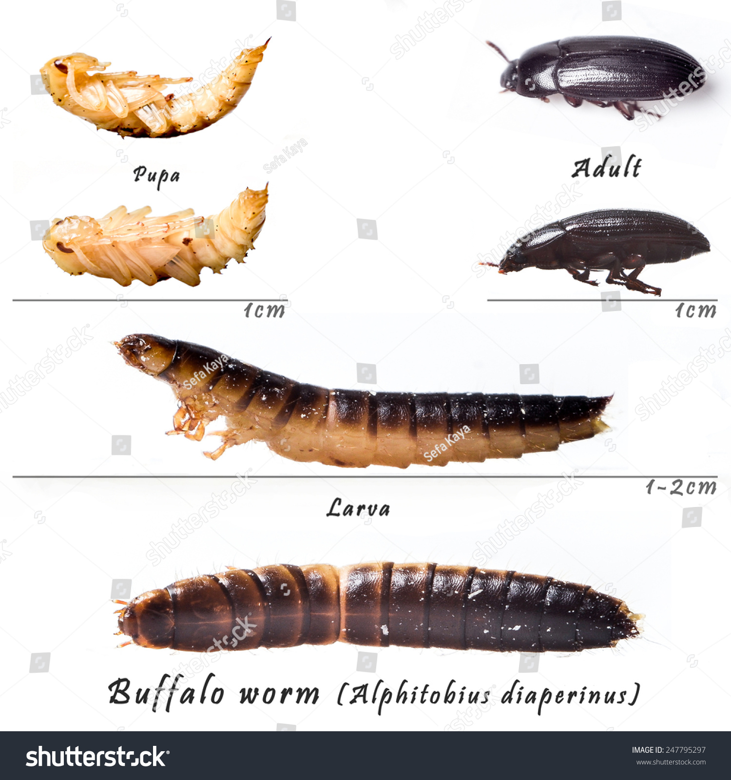 Buffalo Worm Identify Life Cycle Chart Stock Photo 247795297 Shutterstock