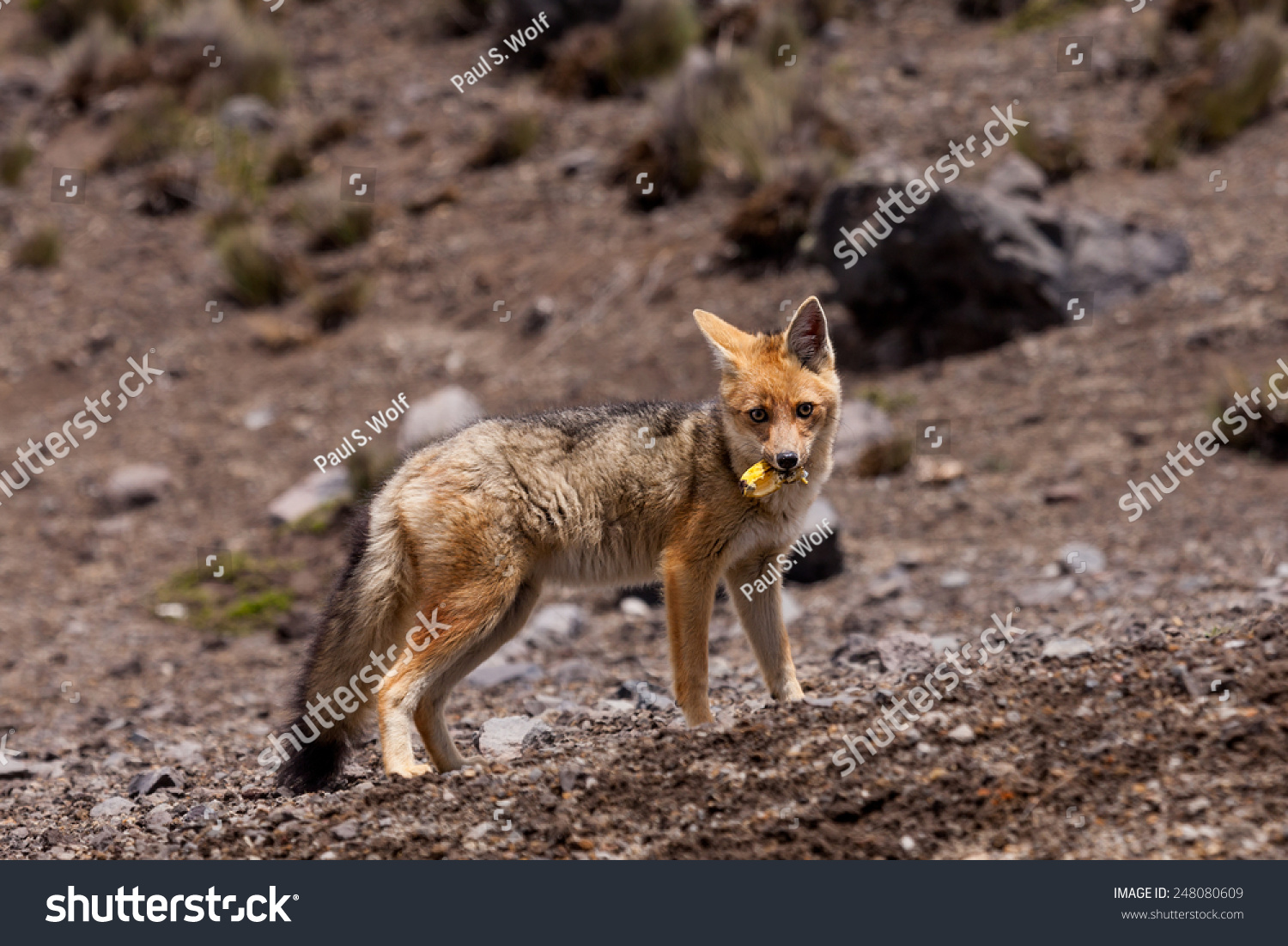 culpeo fox species