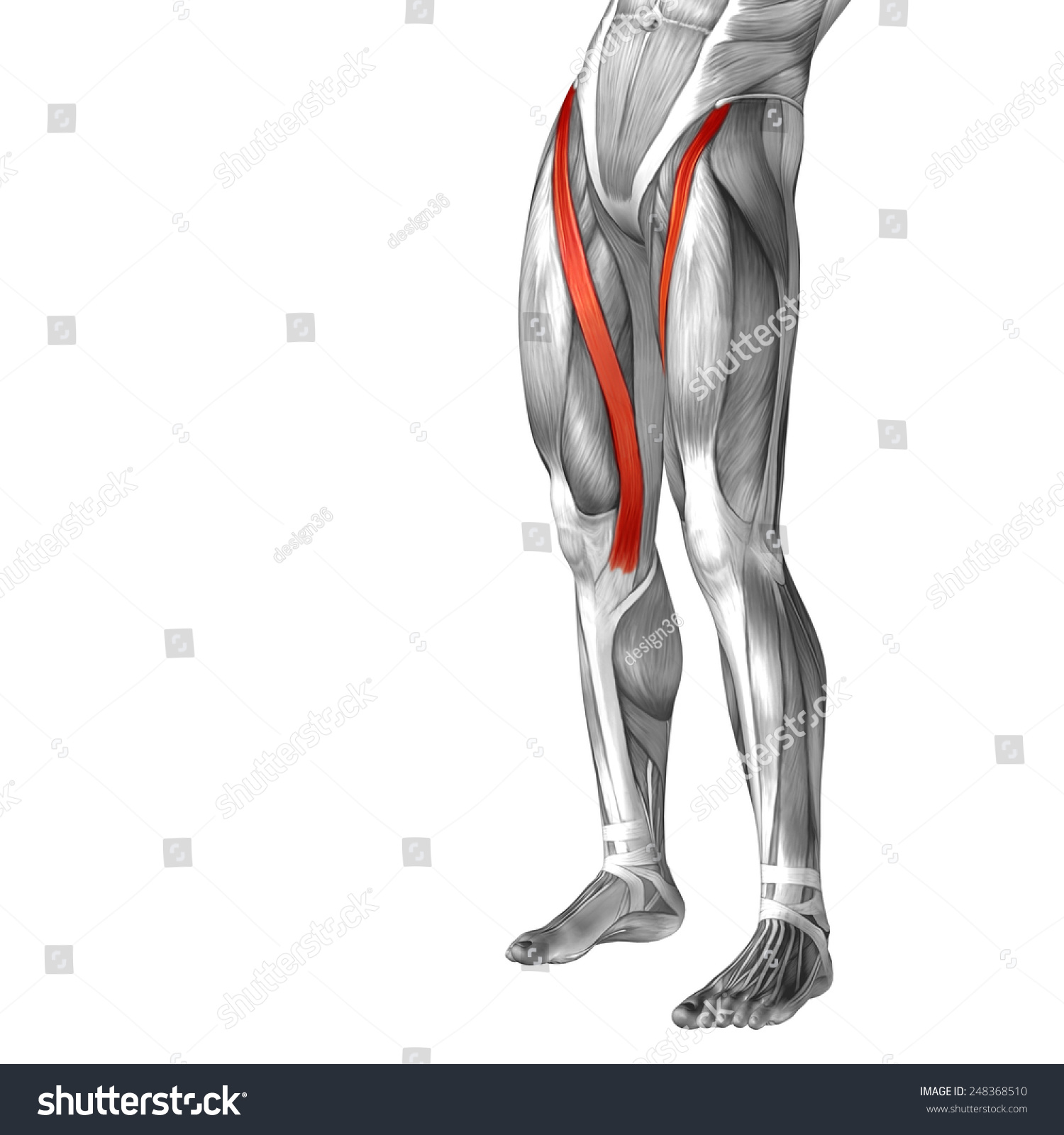 Conceptual 3d Sartorius Human Upper Leg Stock Illustration 248368510