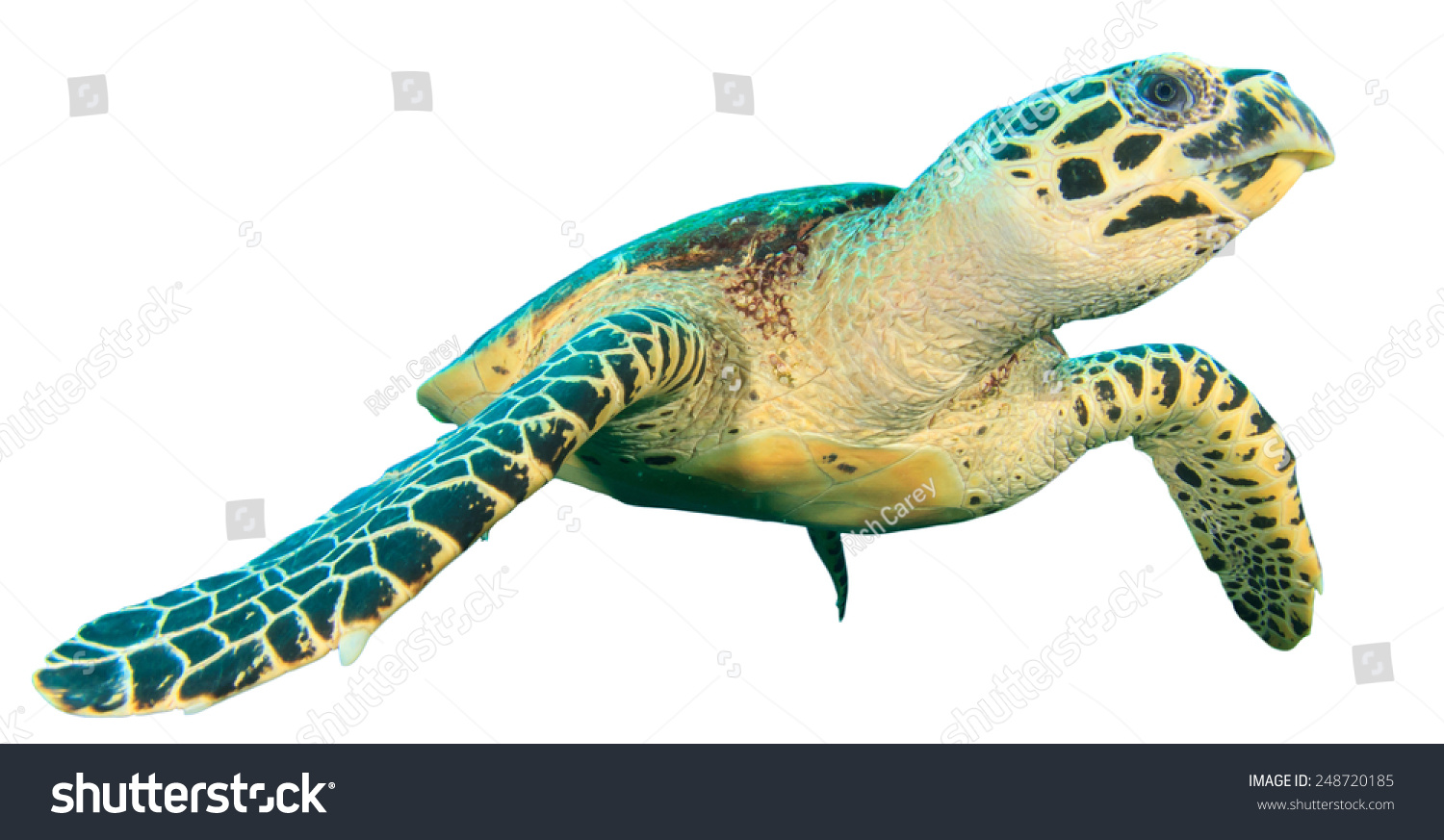 Hawksbill Sea Turtle Isolated On White Stock Photo 248720185 