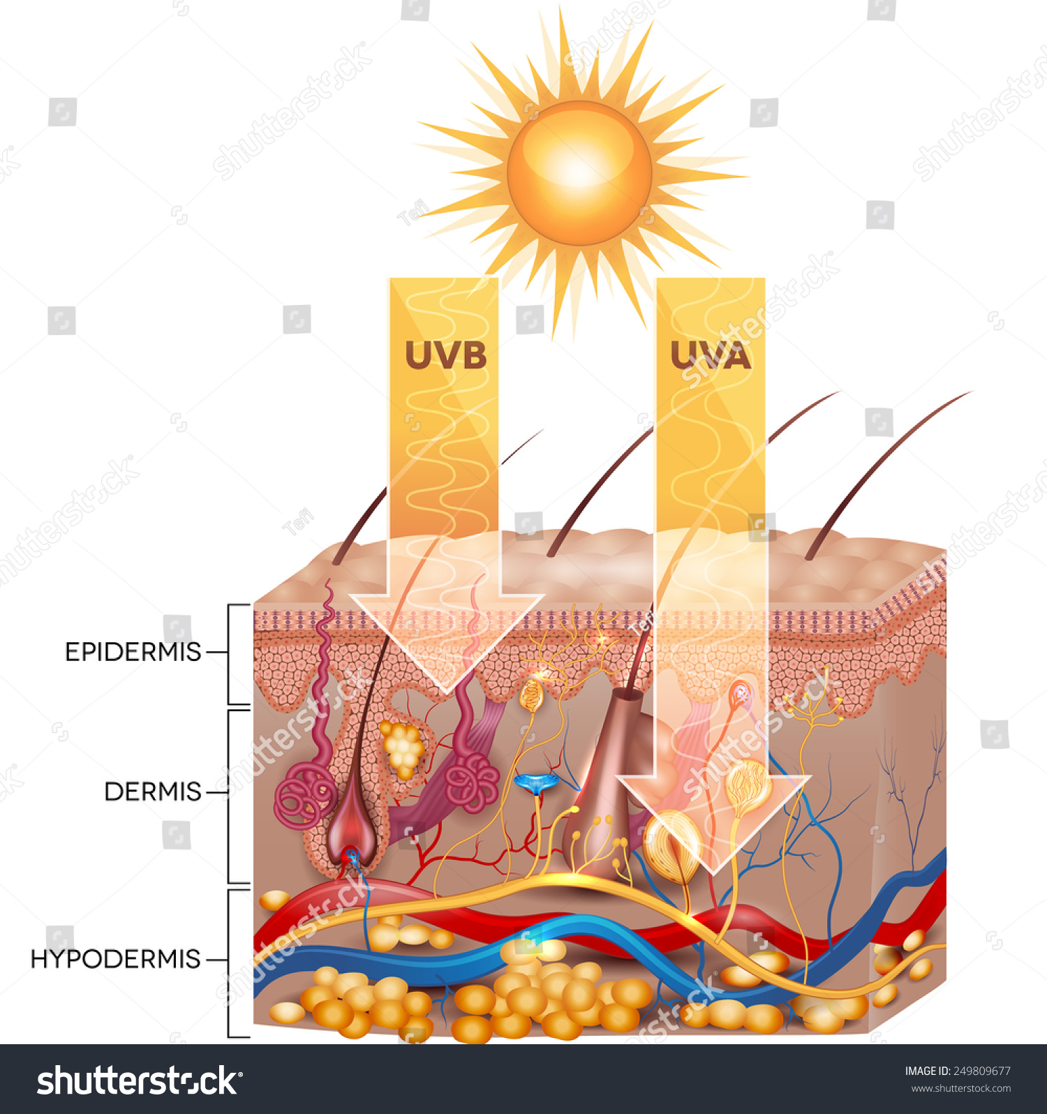 Uvb Uva Radiation Penetrate Into Skin Stock Vector (Royalty Free ...