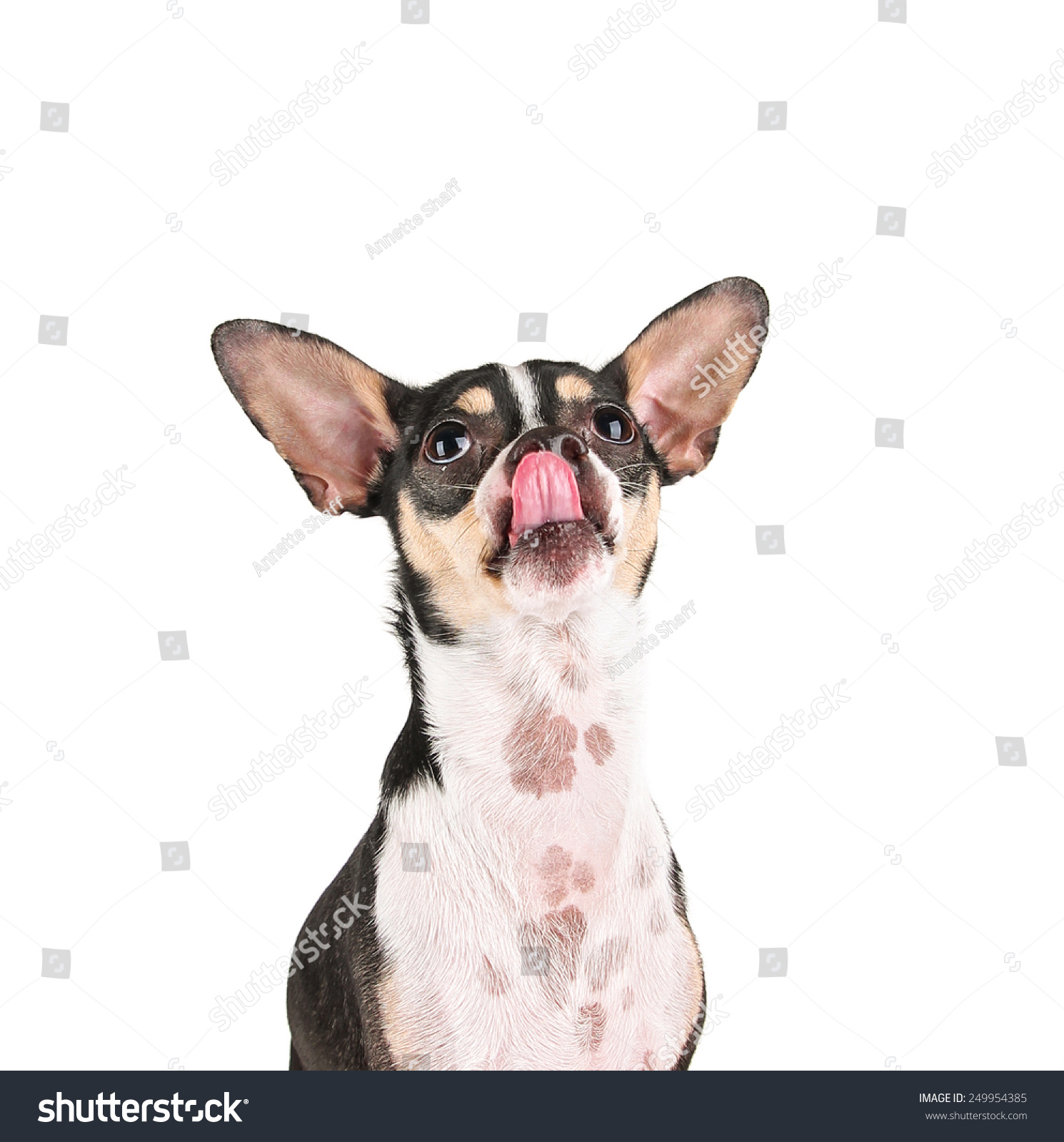 are chihuahuas rat terrier