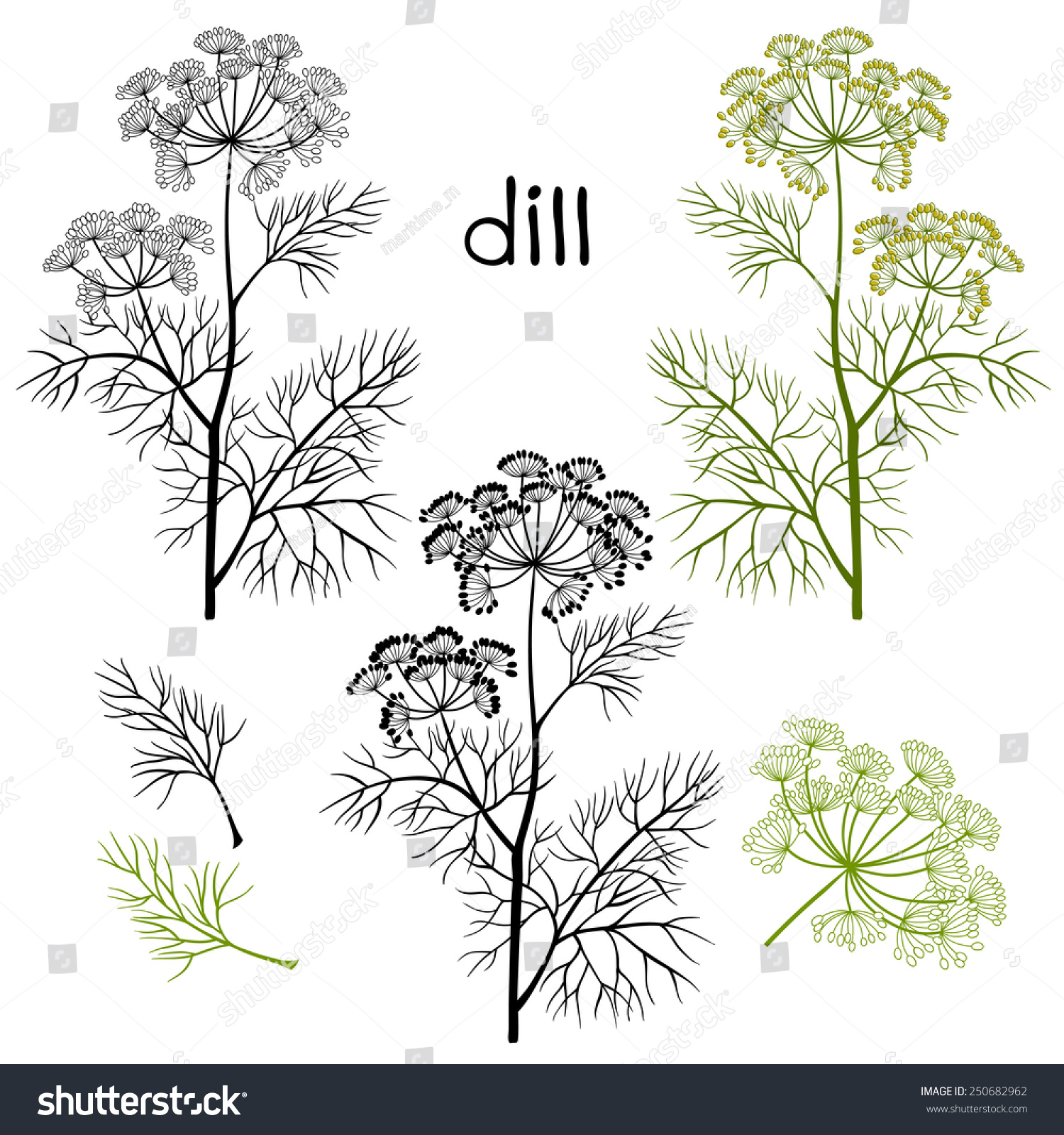 Set Dill Isolated On White Background Stock Vector (Royalty Free ...