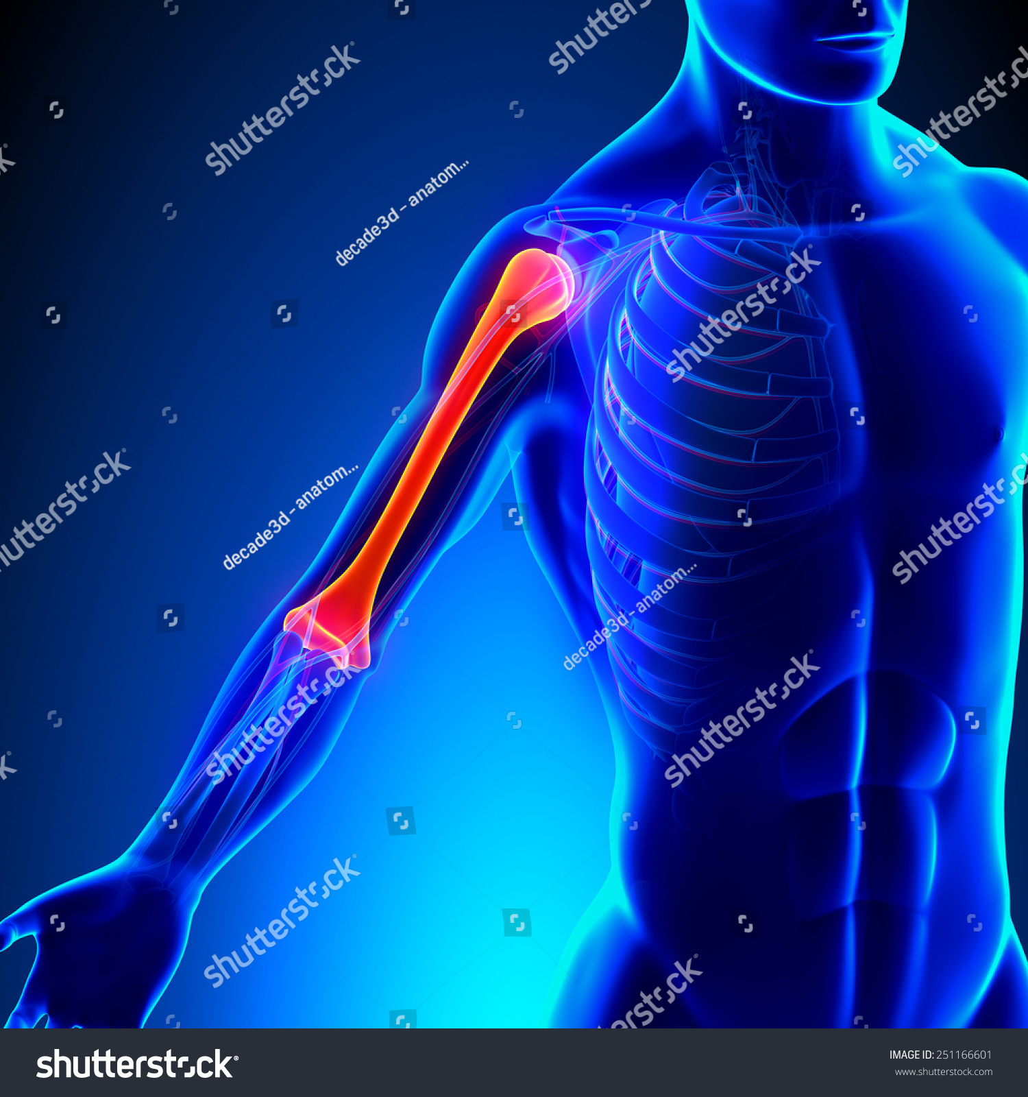 Humerus Anatomy Circulatory System Stock Illustration 251166601 ...