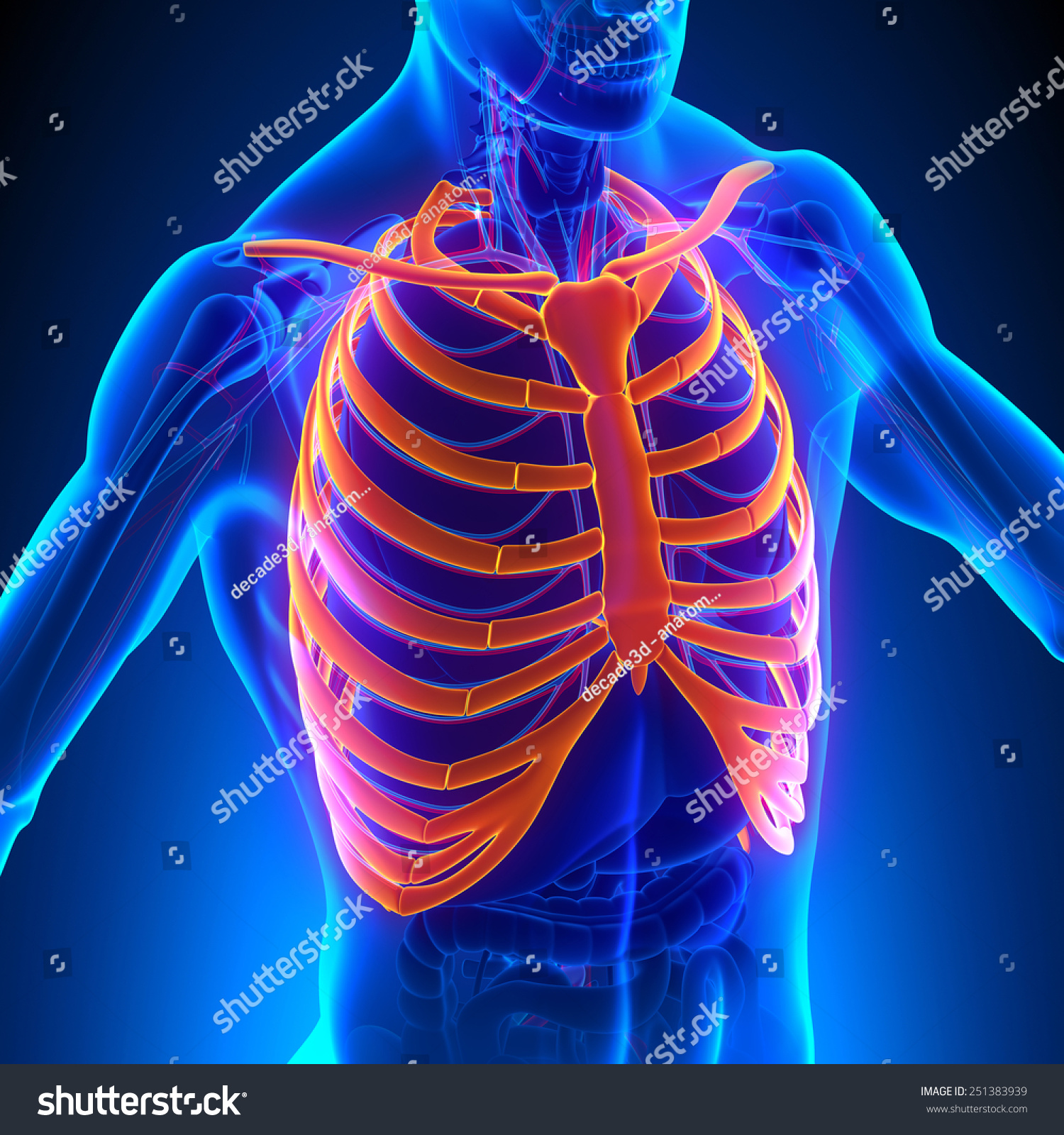 Rib Cage Anatomy Bones Circulatory System Stock Illustration 251383939 ...