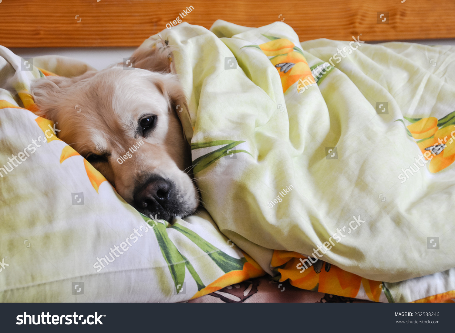 Здоровый сон собаки