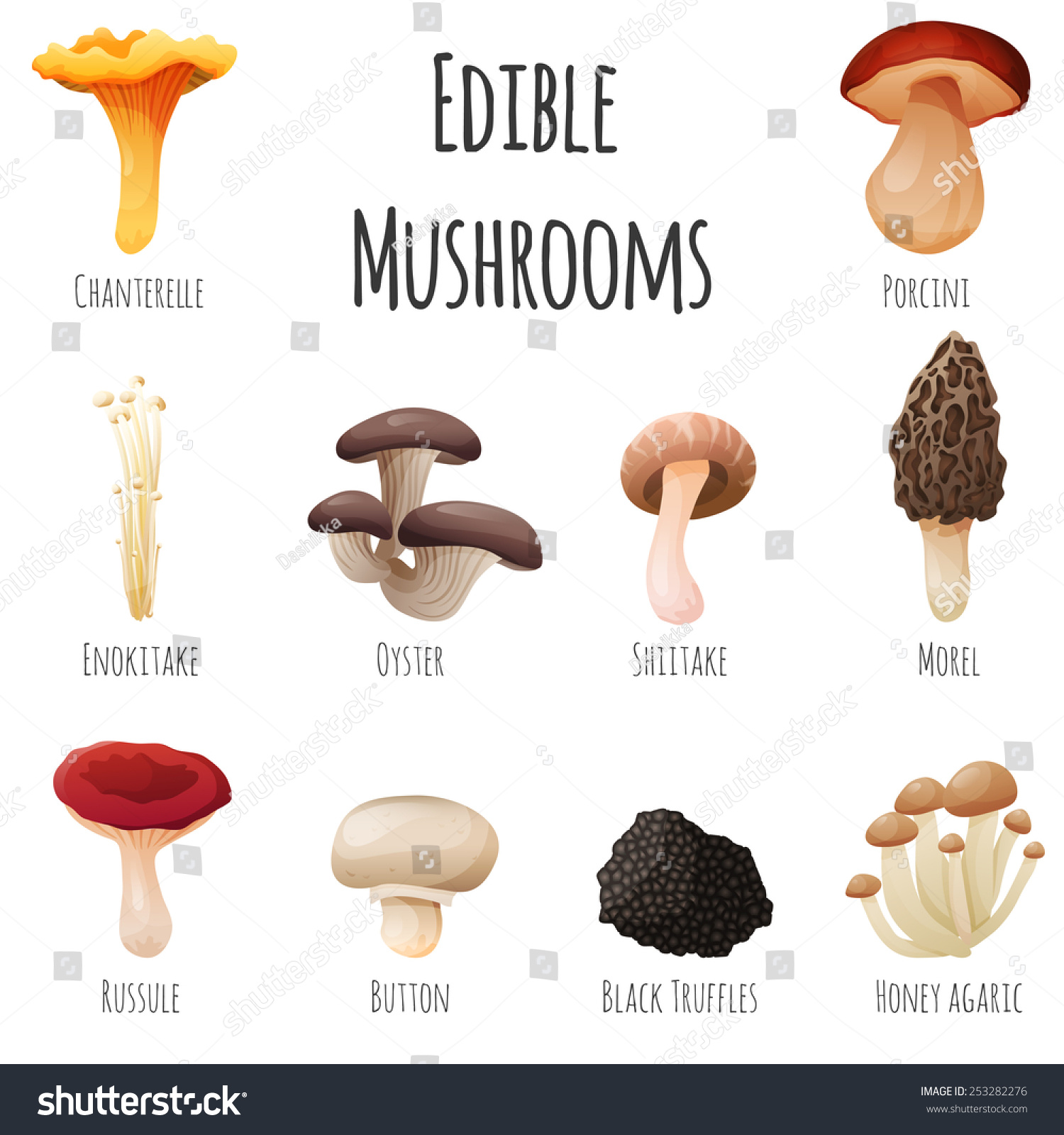 Edible Mushroom 10 Items Set Vector Stock Vector (Royalty Free ...