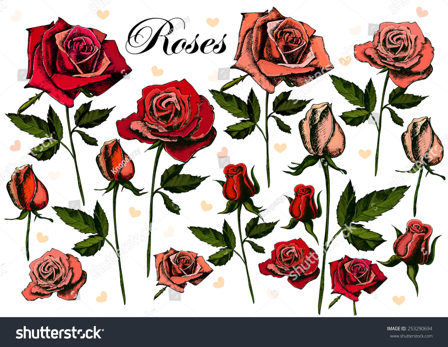 Hand Drawing Roses On White Background Stock Vector Royalty Free