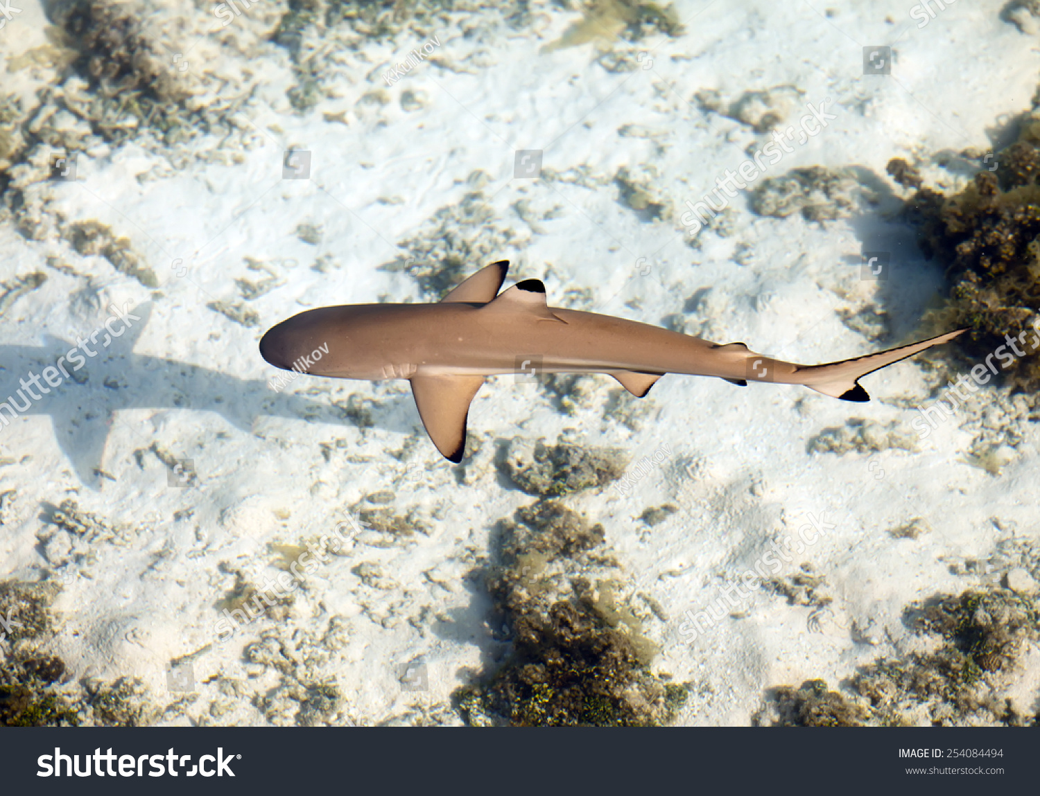 Reef Shark Top View Through Crystalclear Stock Photo 254084494 ...