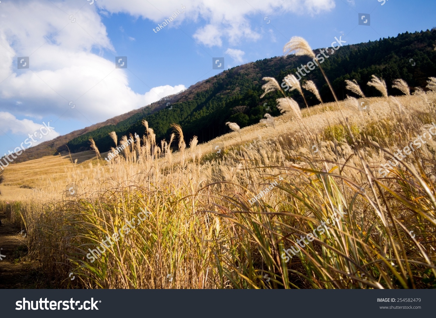 Pampas Grass Field Stock Photo 254582479 | Shutterstock