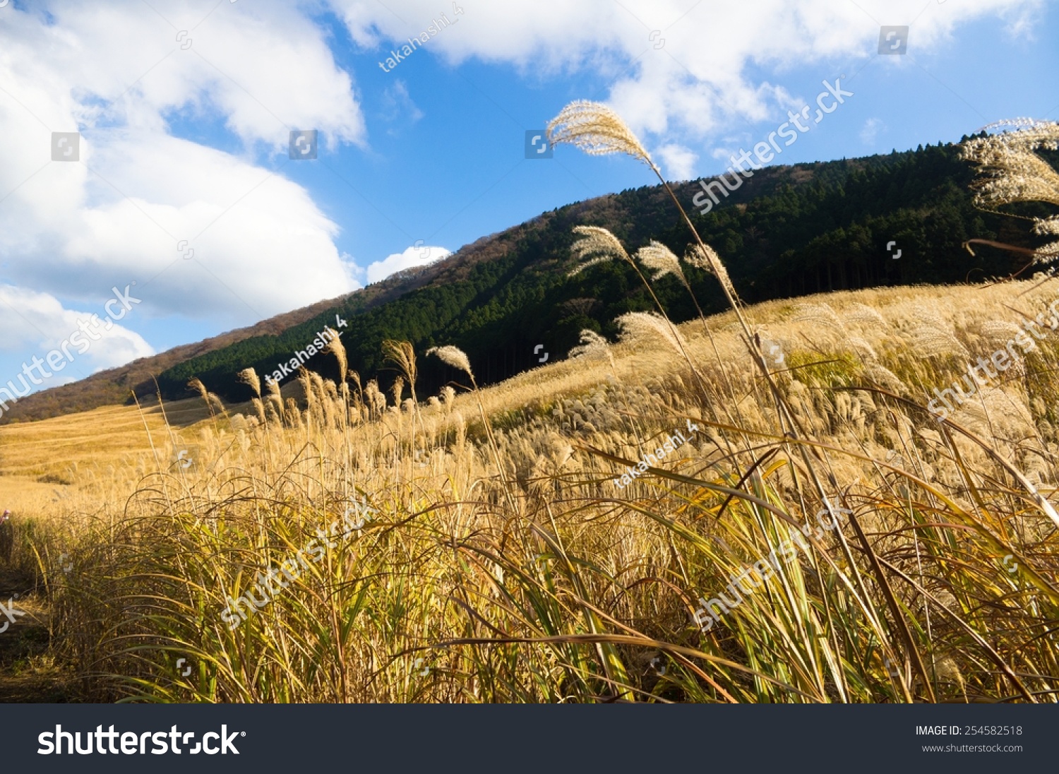 Pampas Grass Field Stock Photo 254582518 | Shutterstock