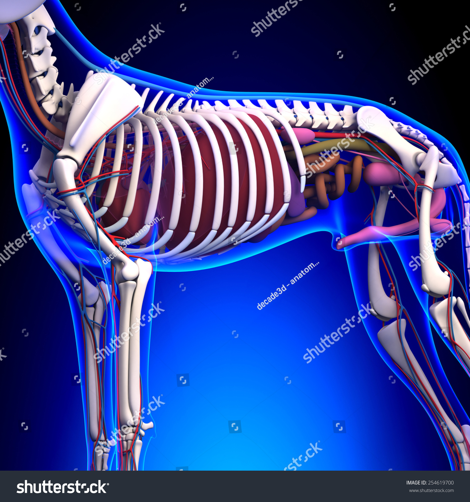 Dog Internal Organs Anatomy Stock Illustration 254619700 | Shutterstock