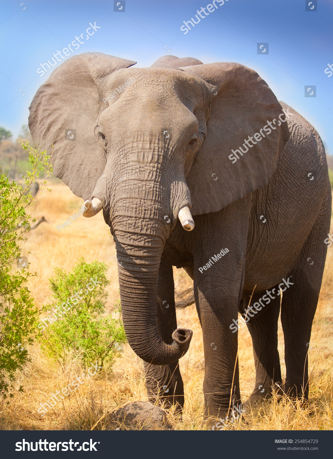 象の正面図写真素材 Shutterstock