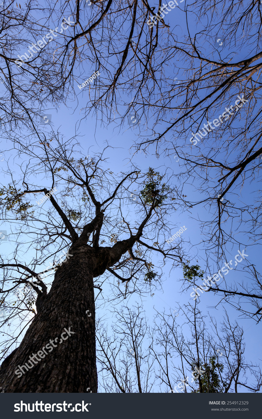 Naked Branches Tree Sky Background Foto Stock Shutterstock