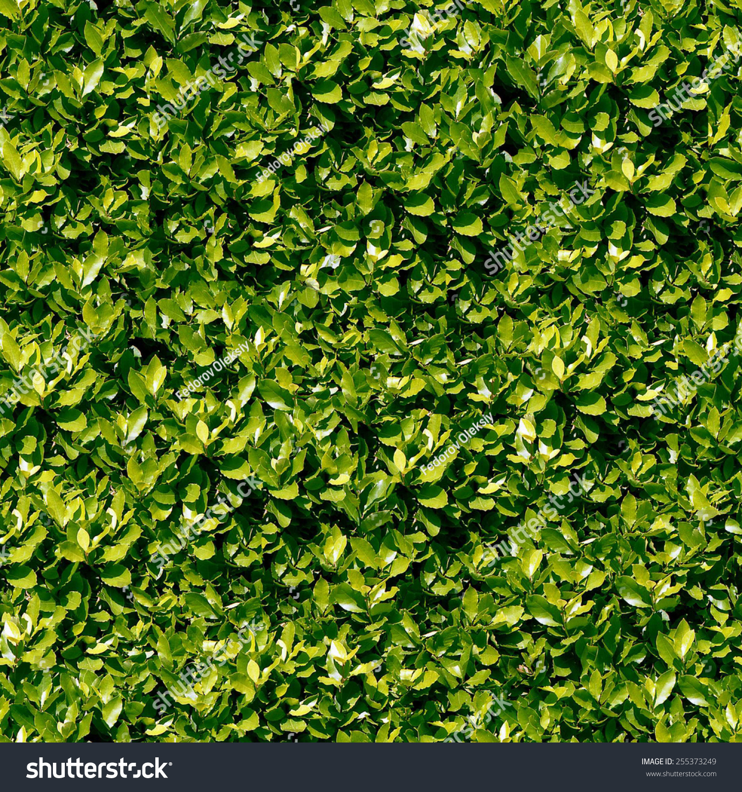 Seamless Laurel Foliage Background Stock Photo 255373249 | Shutterstock