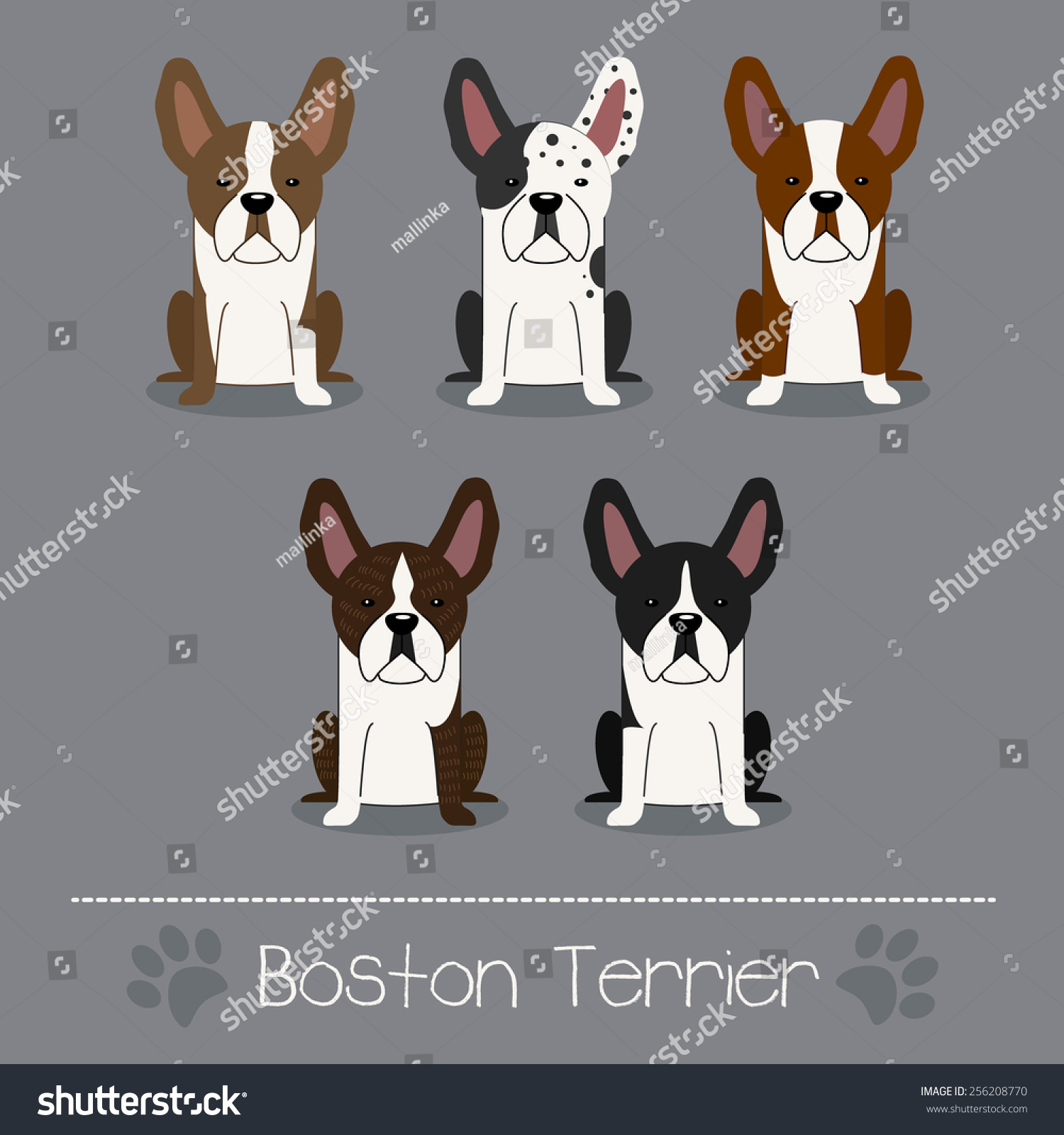 what colors are boston terriers