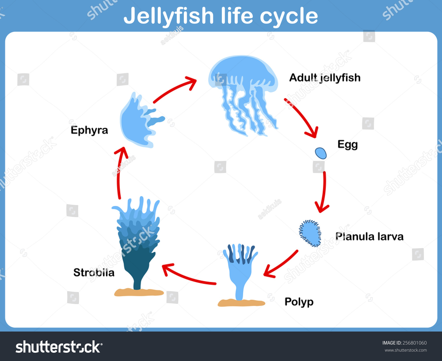 Vector Cycle Jellyfish Kids Stock Vector (Royalty Free) 256801060 ...