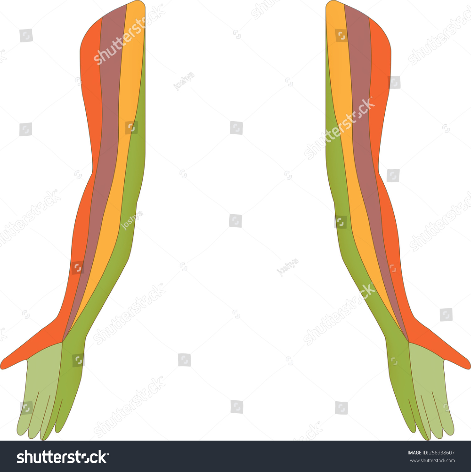 Dermatome Map Upper Limb Isolated Stock Vector Royalty Free Shutterstock