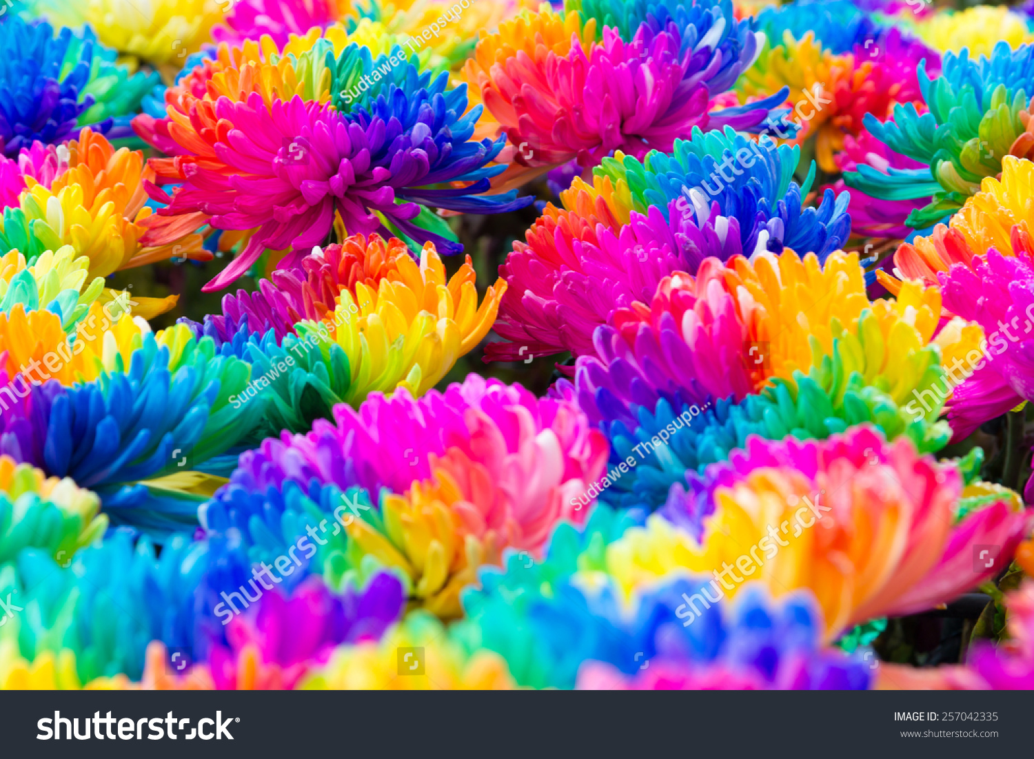 Яркие разноцветные цветы