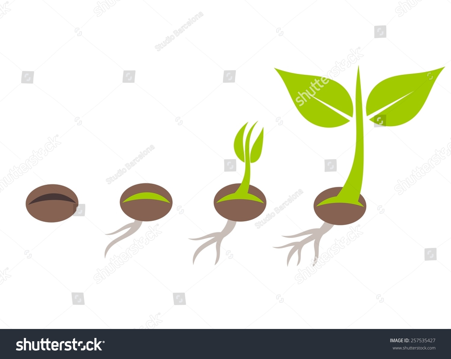 Vektor Stok Plant Seed Germination Stages Vector Illustration Tanpa