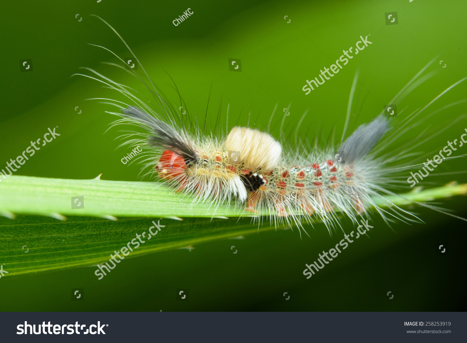 Tussock Moth Caterpillar Stock Photo 258253919 