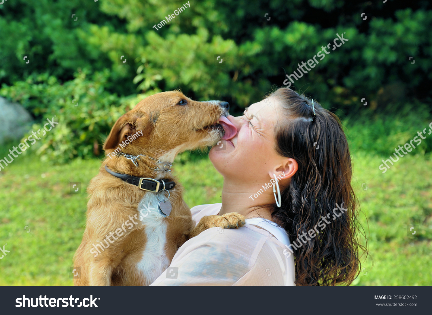 犬に舐められる若い成人女性写真素材258602492 Shutterstock