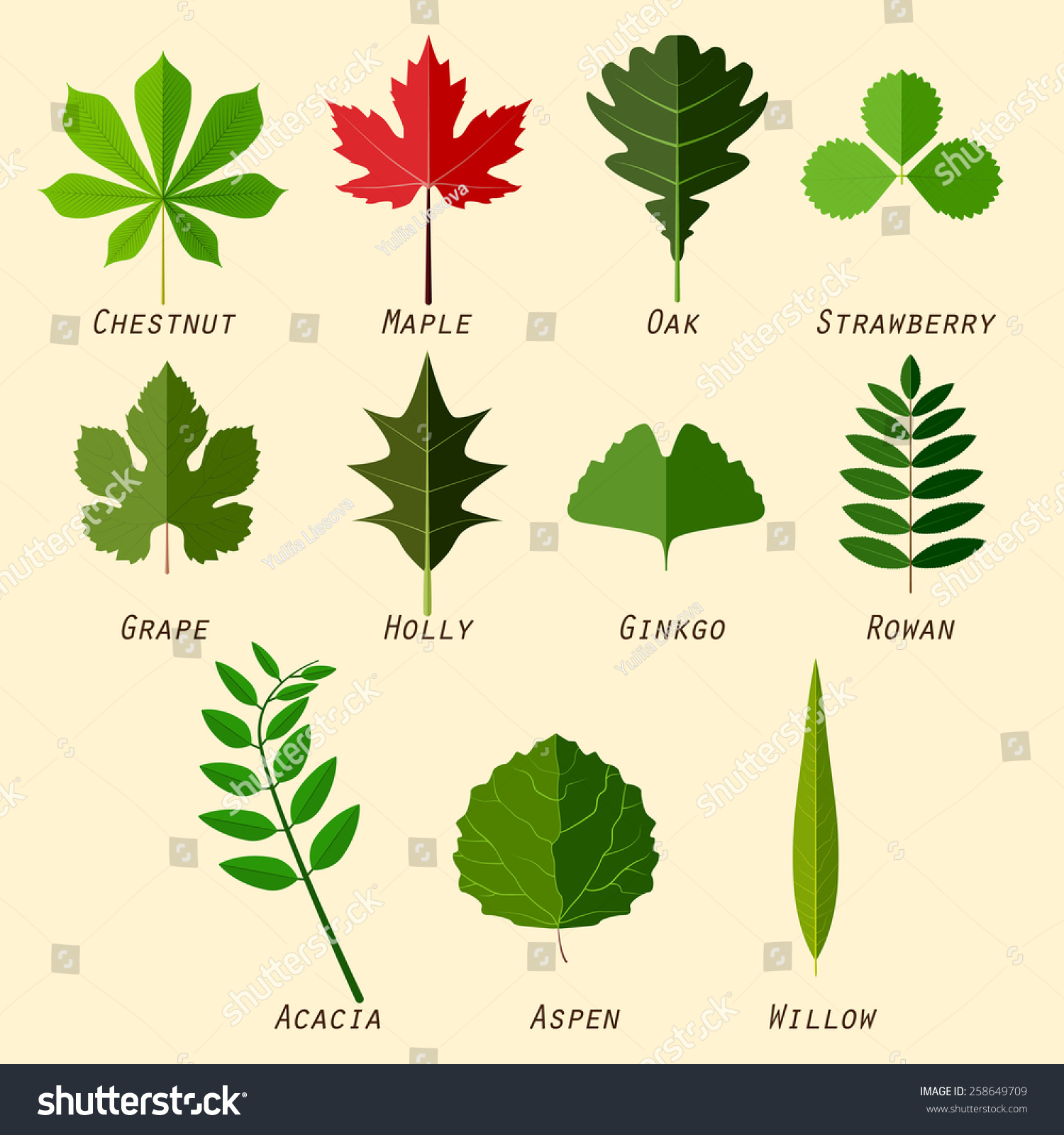 Листья деревьев с названиями в картинках