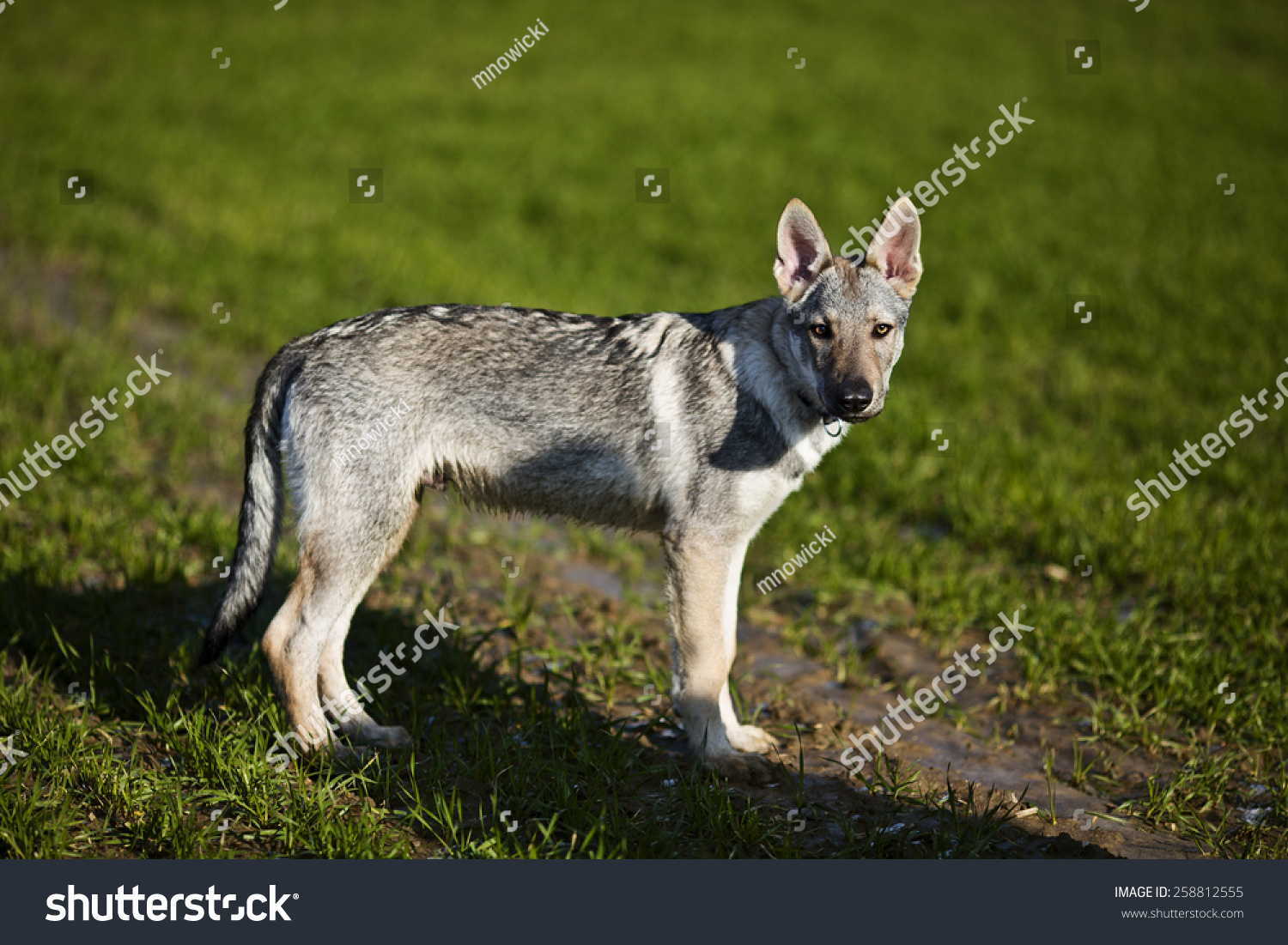 is the czechoslovakian wolfdog legal in australia