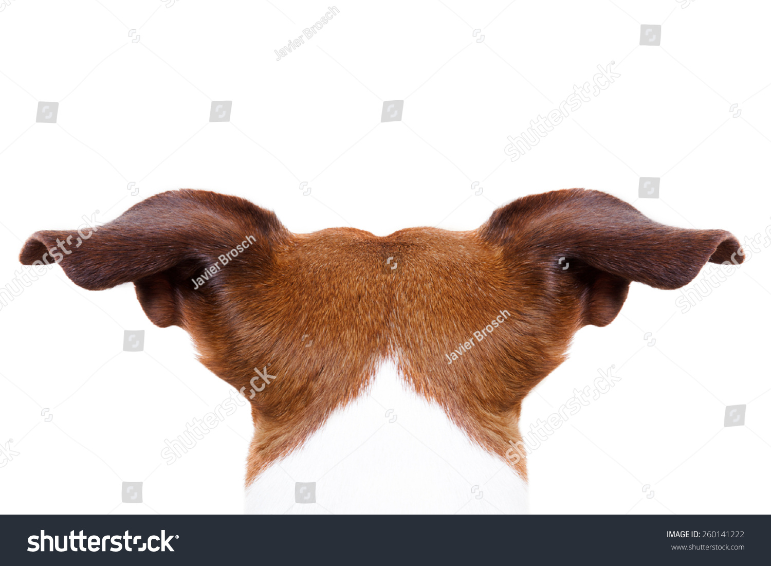 Собачьи уши на бежевом фоне