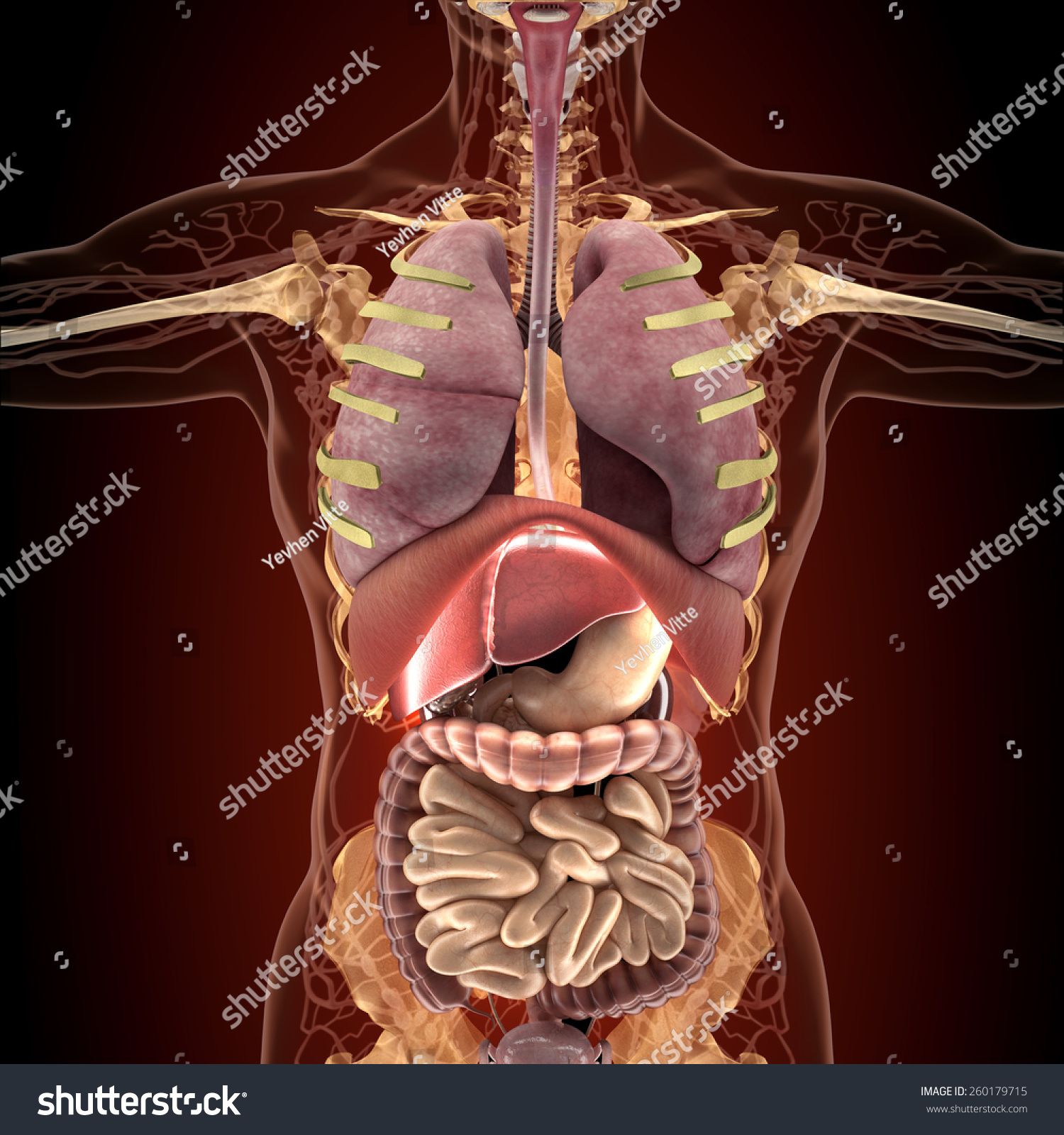 Anatomy Human Organs Xray View High Stock Illustration 260179715 ...