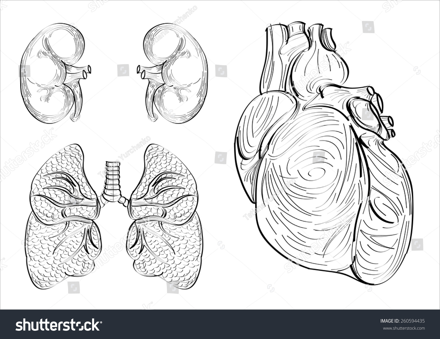 Рисованное орган сердце и легкие