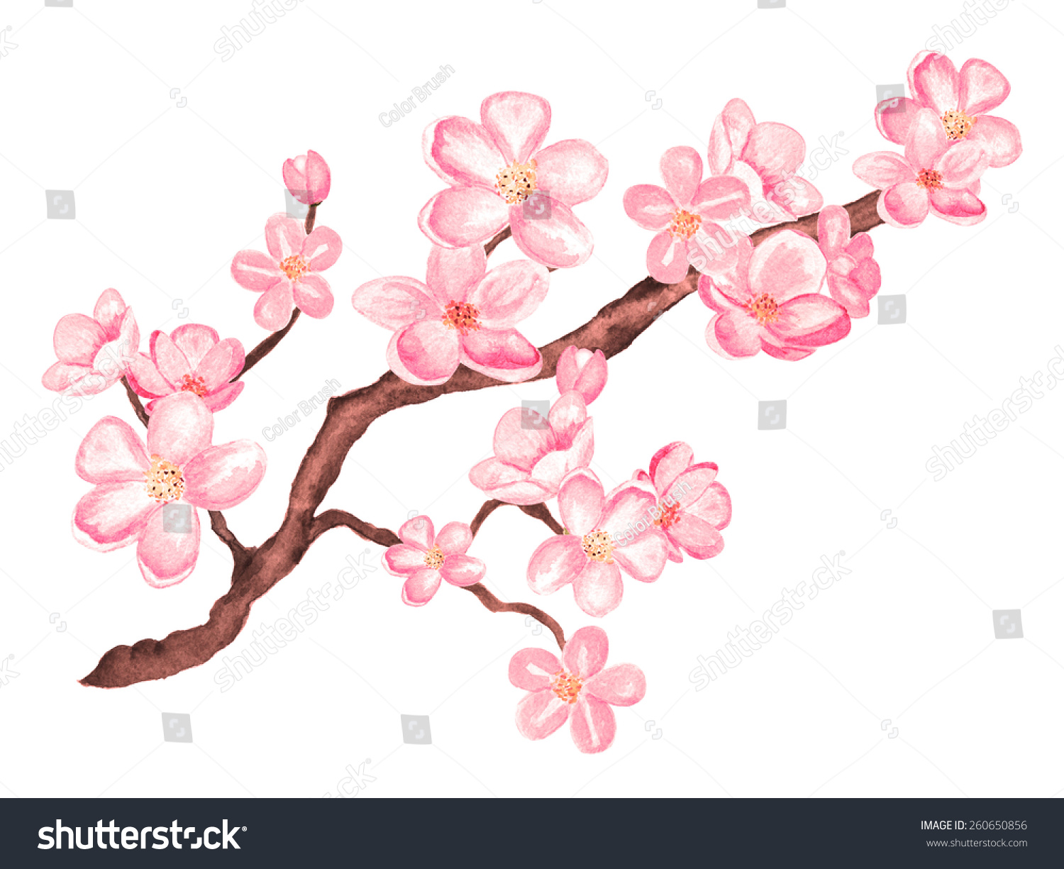 Watercolor Branch Blossom Sakura Cherry Tree Stock Illustration ...