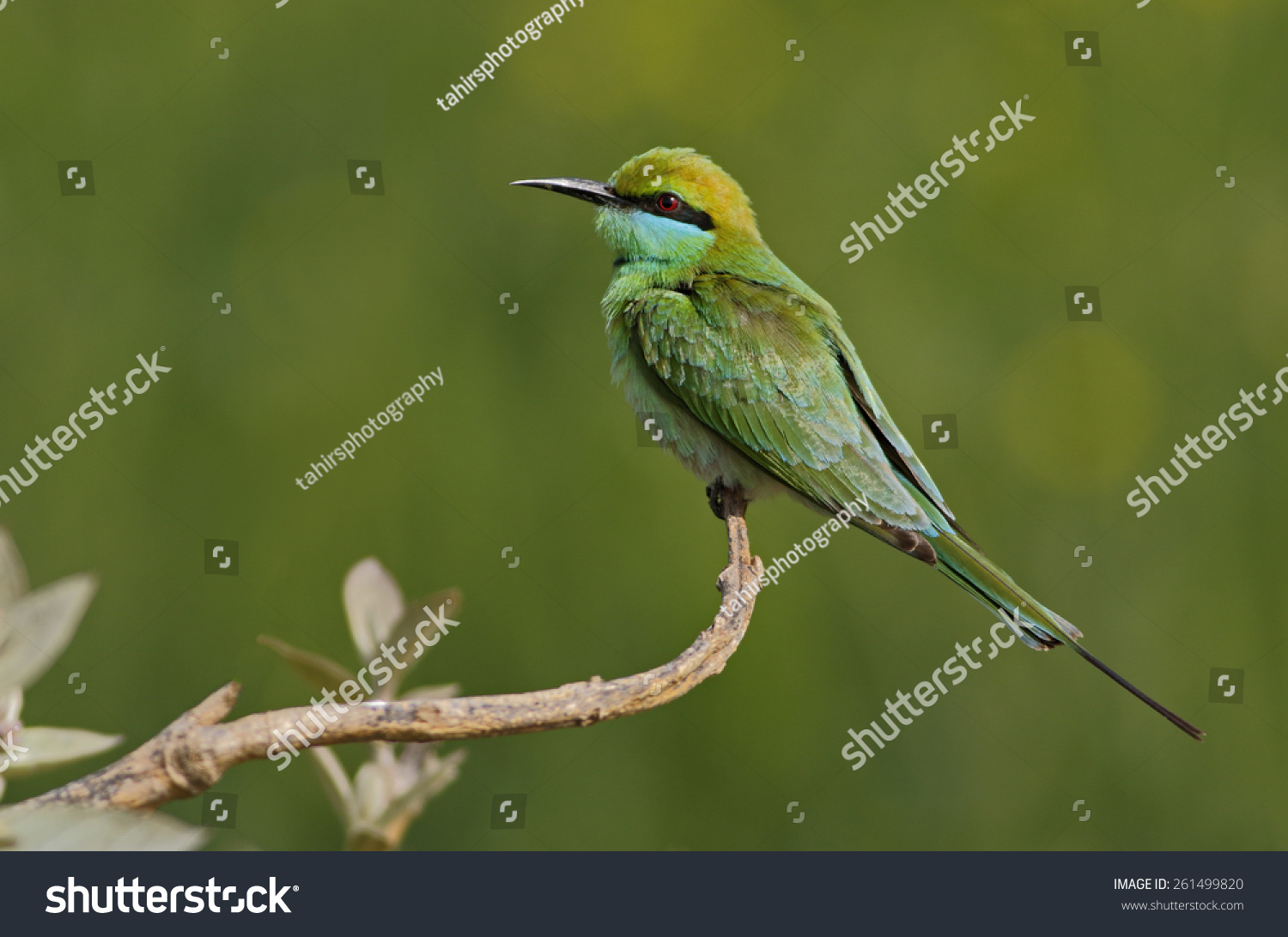 135 Little Beeeater Stock Photos, Images & Photography | Shutterstock