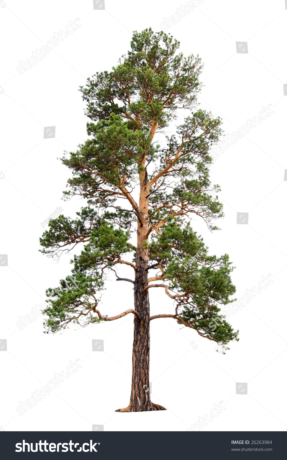 Pine Tree Isolated On White Background Stock Photo 26263984 | Shutterstock