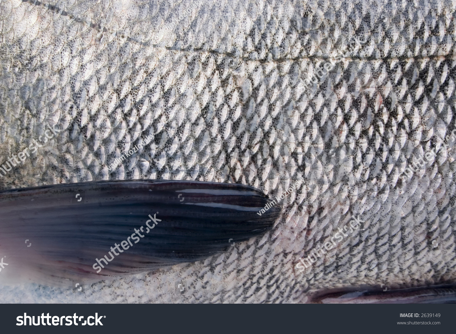 Fish Skin Scales Thoracic Fin Bio Stock Photo 2639149 | Shutterstock