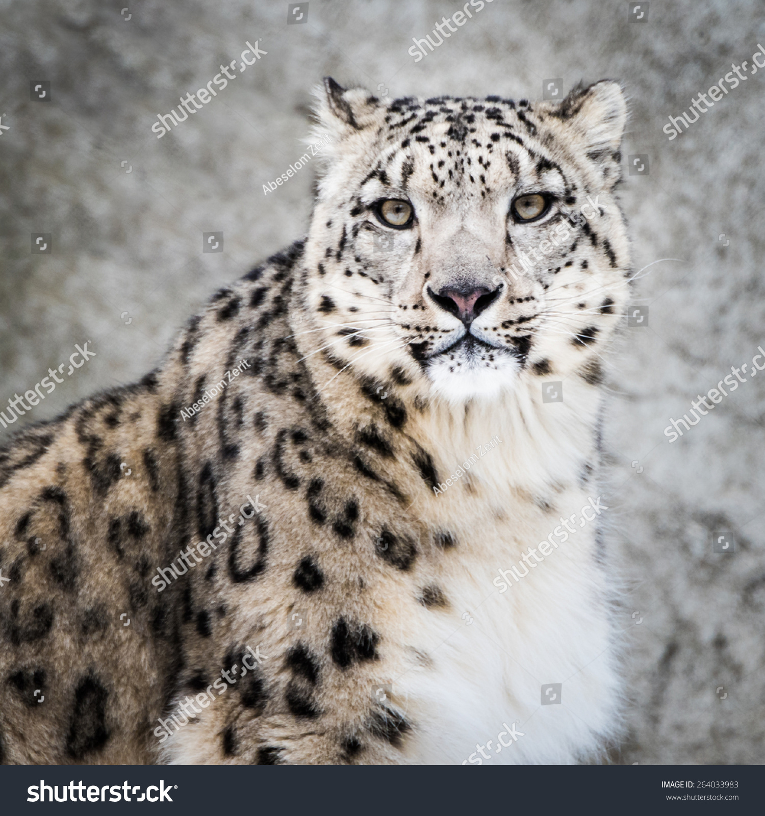 Frontal Portrait Snow Leopard Snow Stock Photo 264033983 | Shutterstock