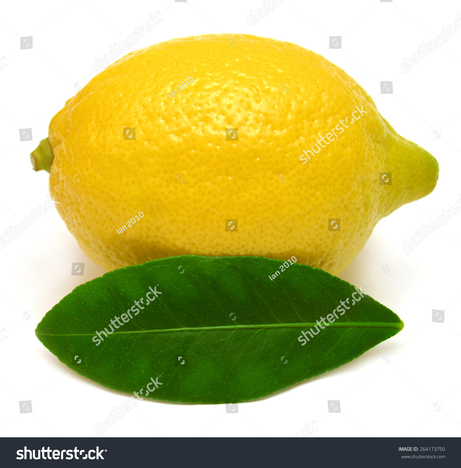 Lemon Leaves Isolated On White Background Stock Photo 264173750