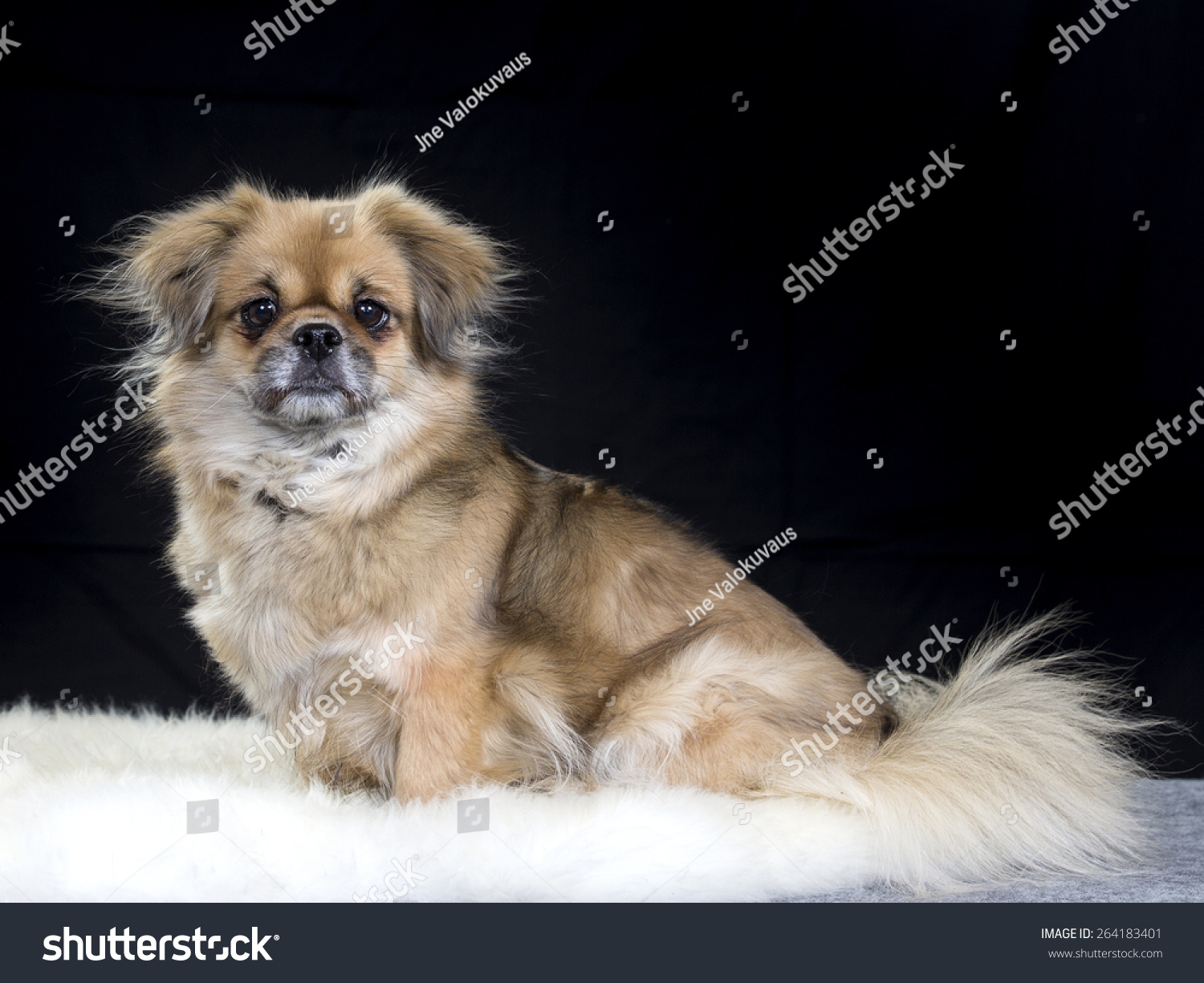 Порода собак тибетский спаниель