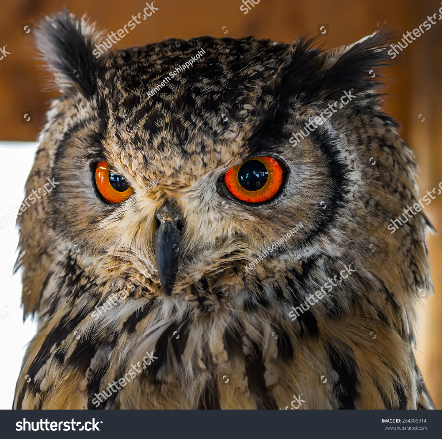 6,346 Red Eye Owl Images, Stock Photos & Vectors | Shutterstock